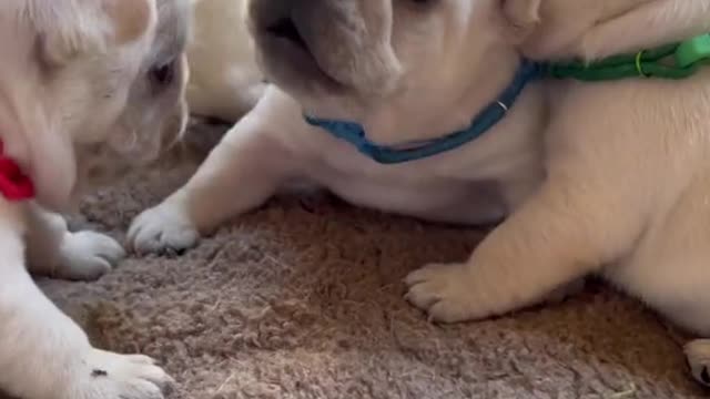 3 weeks old learning how to play.