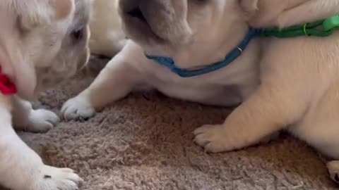 3 weeks old learning how to play.