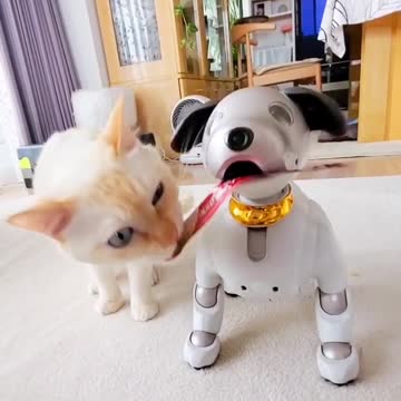 Playful Cat Has Tons Of Fun With A Dog Toy