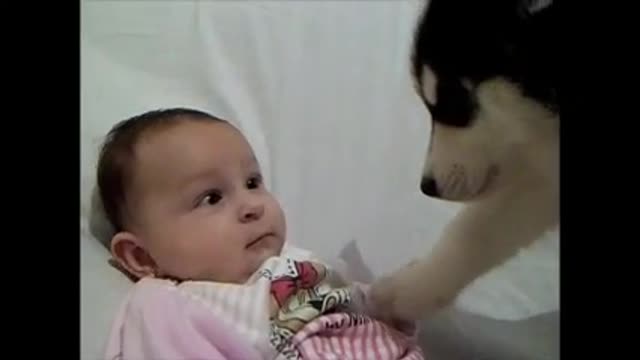 baby playing with a siberian husky puppy