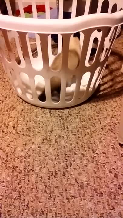 Just a clip of Baby Nibbles and the laundry basket