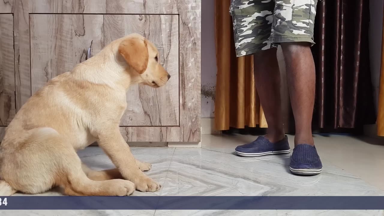 Labrador Puppy Training - Day 1st __ Training Session For Beginners in Hindi __ ALEXA THE LABRADOR