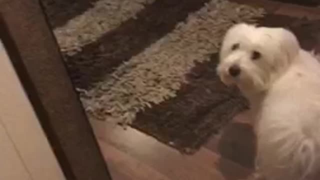 Woman opens and closes door near her white dog