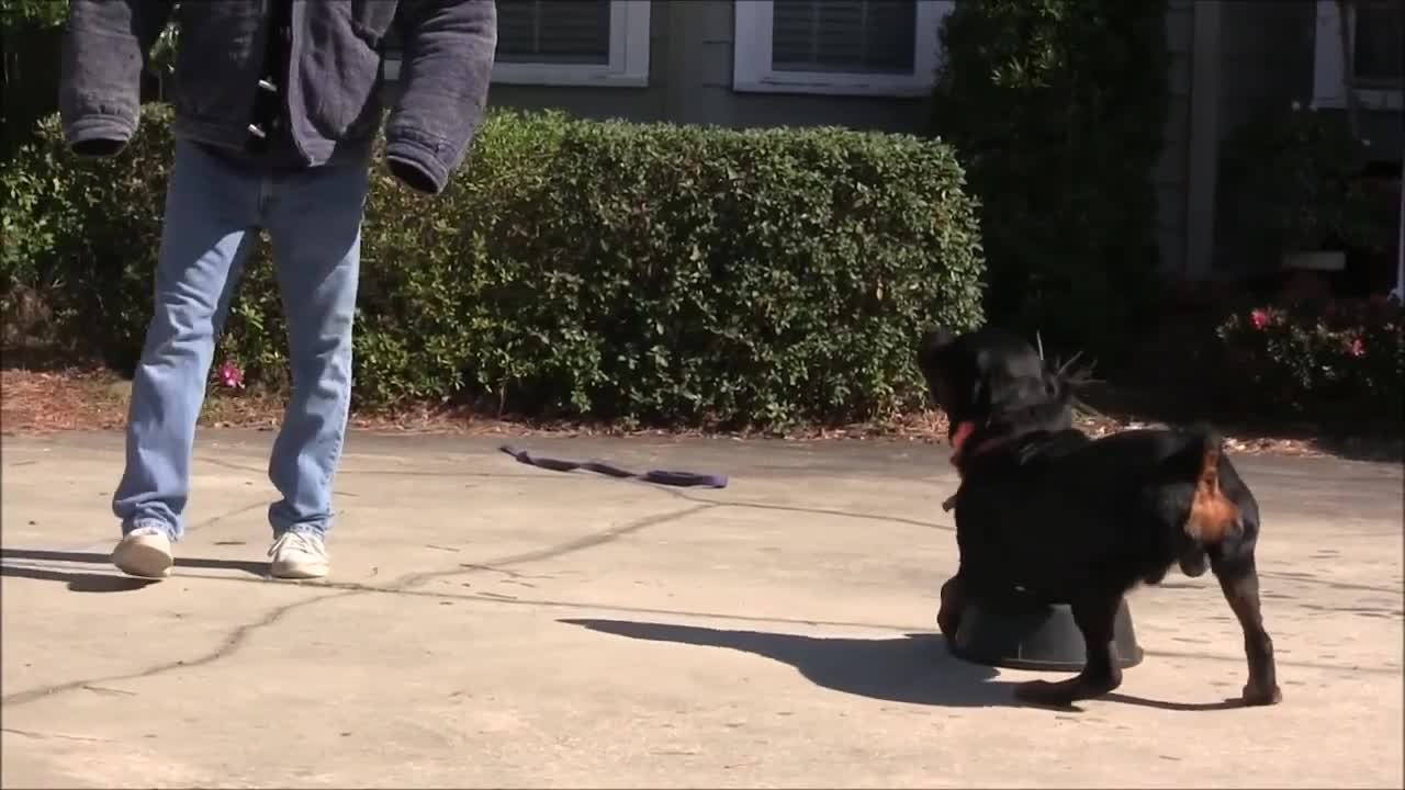 Instructing dogs to monitor individuals and article