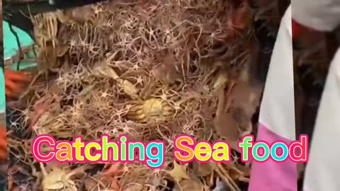 Catching Sea food,🐟🐋🦐🐠🐟🐙🦑🦀🦞🐌🐚