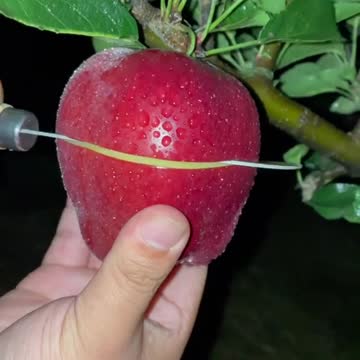 funny|prank|jokes|funny jokes|dad jokes|funny memes|funny video|fun|laughing|funny animal|knock