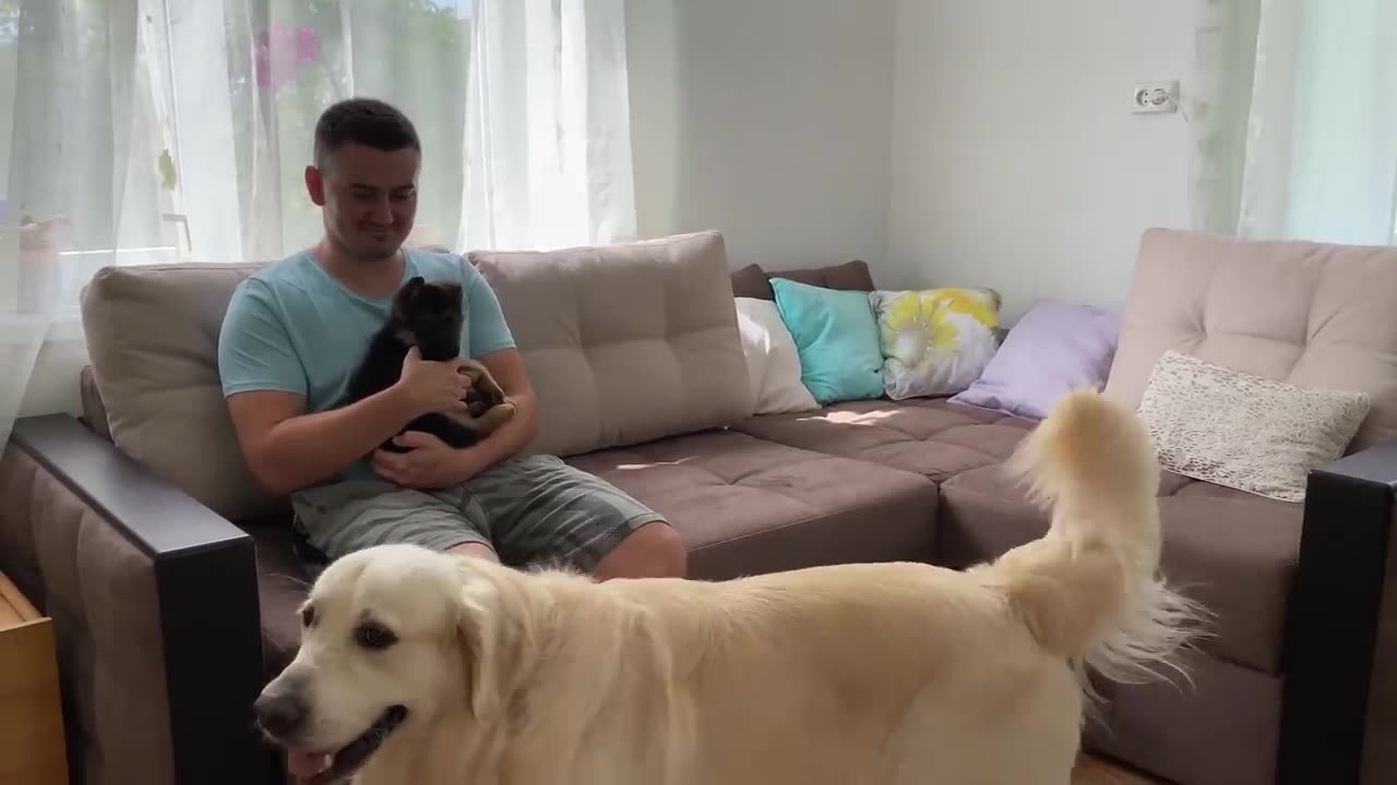 Golden Retriever Meets New German Shepherd Puppy for the First Time