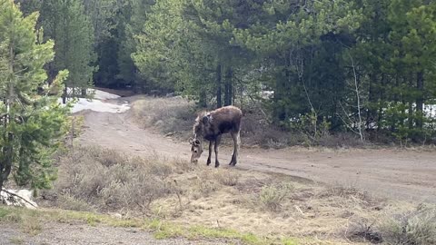 Baby Moose