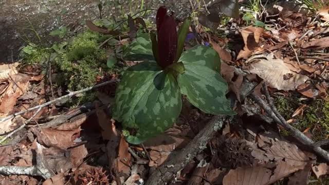 George Hiking at Poinsett Bridge – Built Over 200 Years Ago