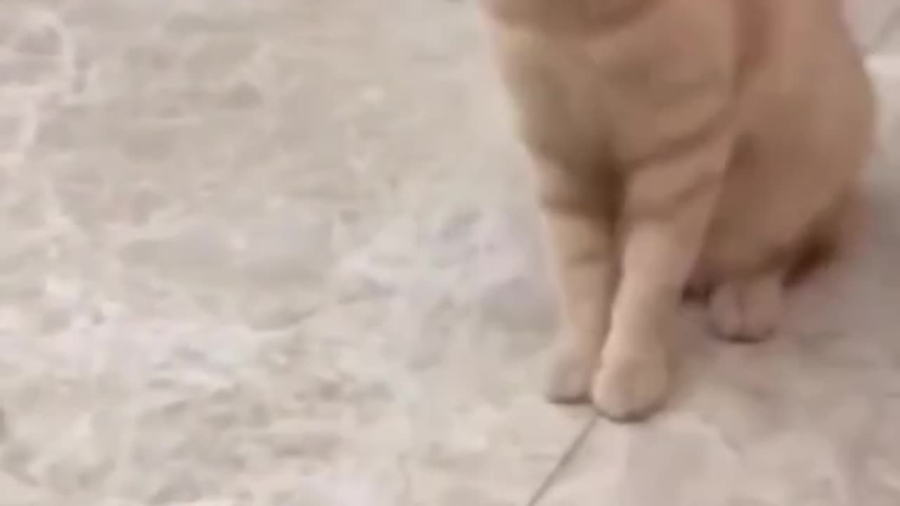 Silly Cats Unleashed : Episode #8