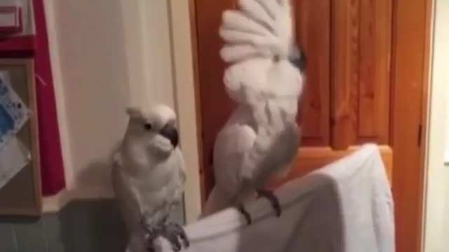 Funny Video with Dancing Cockatoos