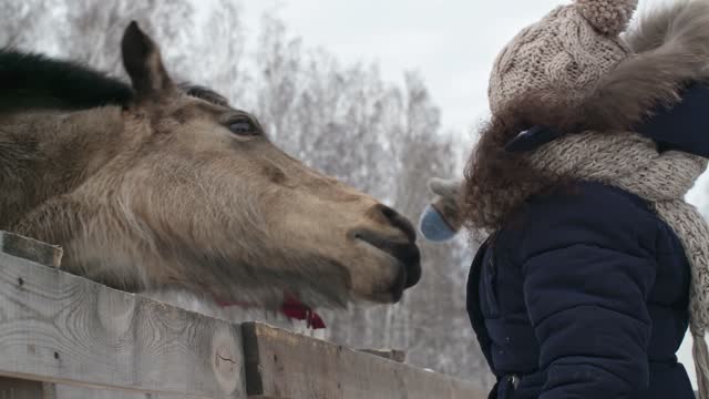 A girl touching the nose of domesticated horses