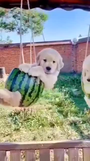 Happy day 🐶😅🤣😍