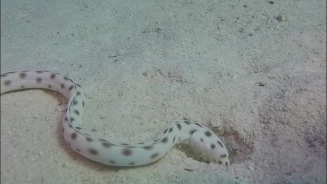 Twenty sea snakes