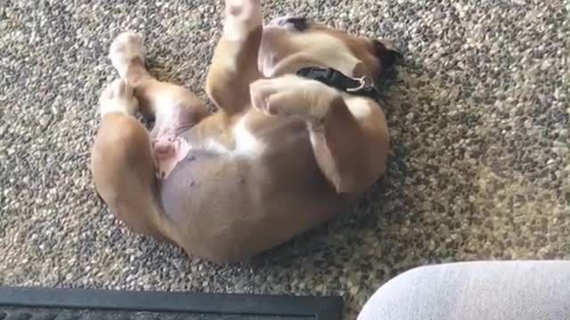 Goofy puppy loves playing on his back