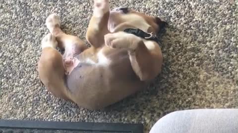 Goofy puppy loves playing on his back