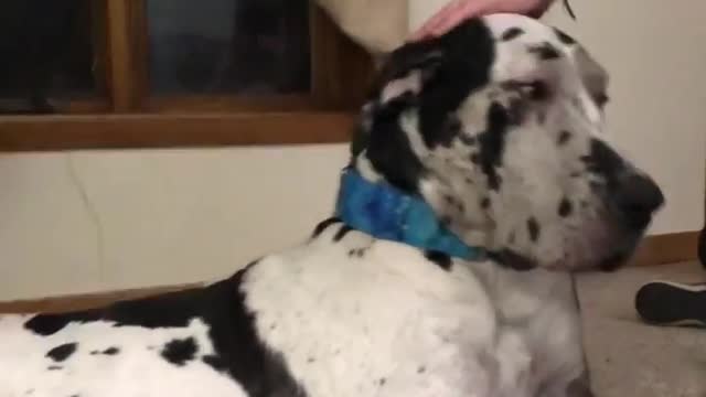 THE GREAT DANE Dog Video 122 - Great Dane Compilation - Tallest Dog in The World