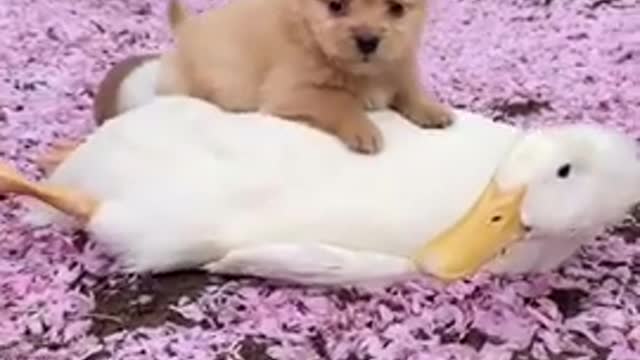 funny animal videos,funny animals,funny videos,funny animal video,funny animals life,funny dogs,funny dog videos,funny dog,funny cat,funny cats,funny cat videos,funny animals 2021,funny animal moments,funny,funny pet videos,awesome animals,funny video,bes