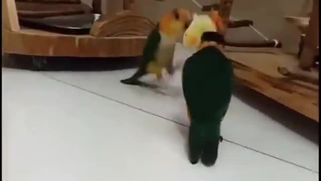 Parrots playing with toy chick 🐥