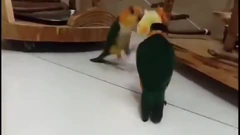 Parrots playing with toy chick 🐥