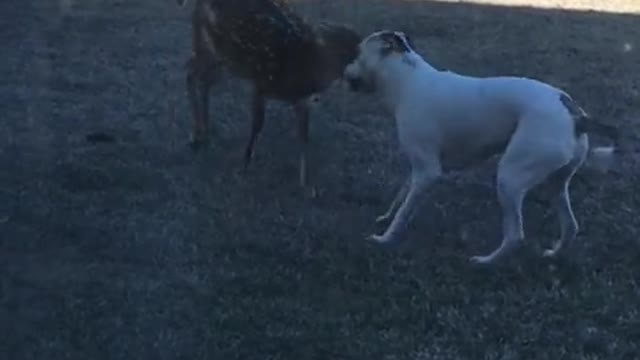 Pup tries his best to convince fawn to play me