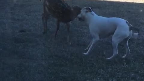 Pup tries his best to convince fawn to play me