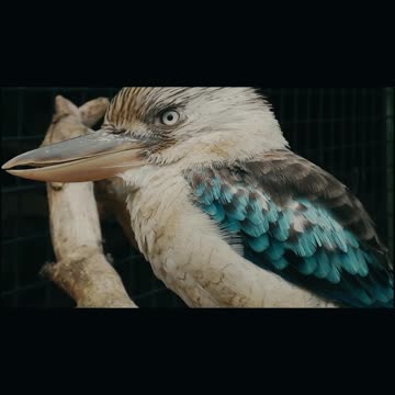 Is this bluebird or ll Epic Fail ll