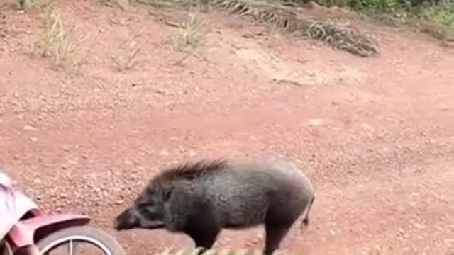 attacked by wild boar