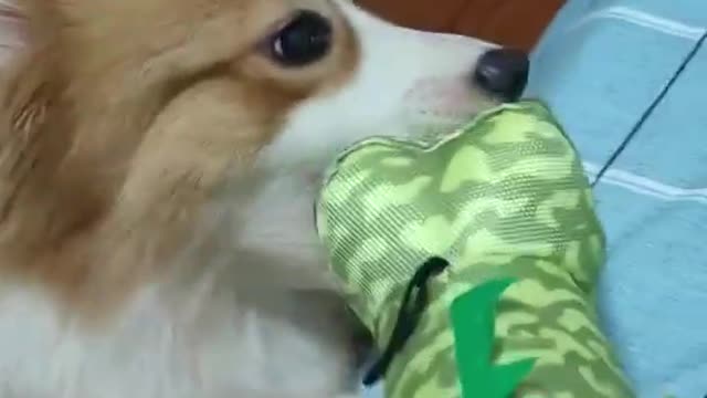 A dog that fights with dolls
