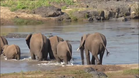 Look at this tiny elephant crossing the river