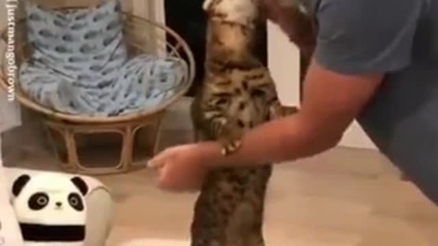 Funny cat and human