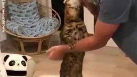 Funny cat and human