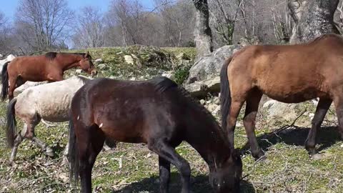 Wild horses feeding