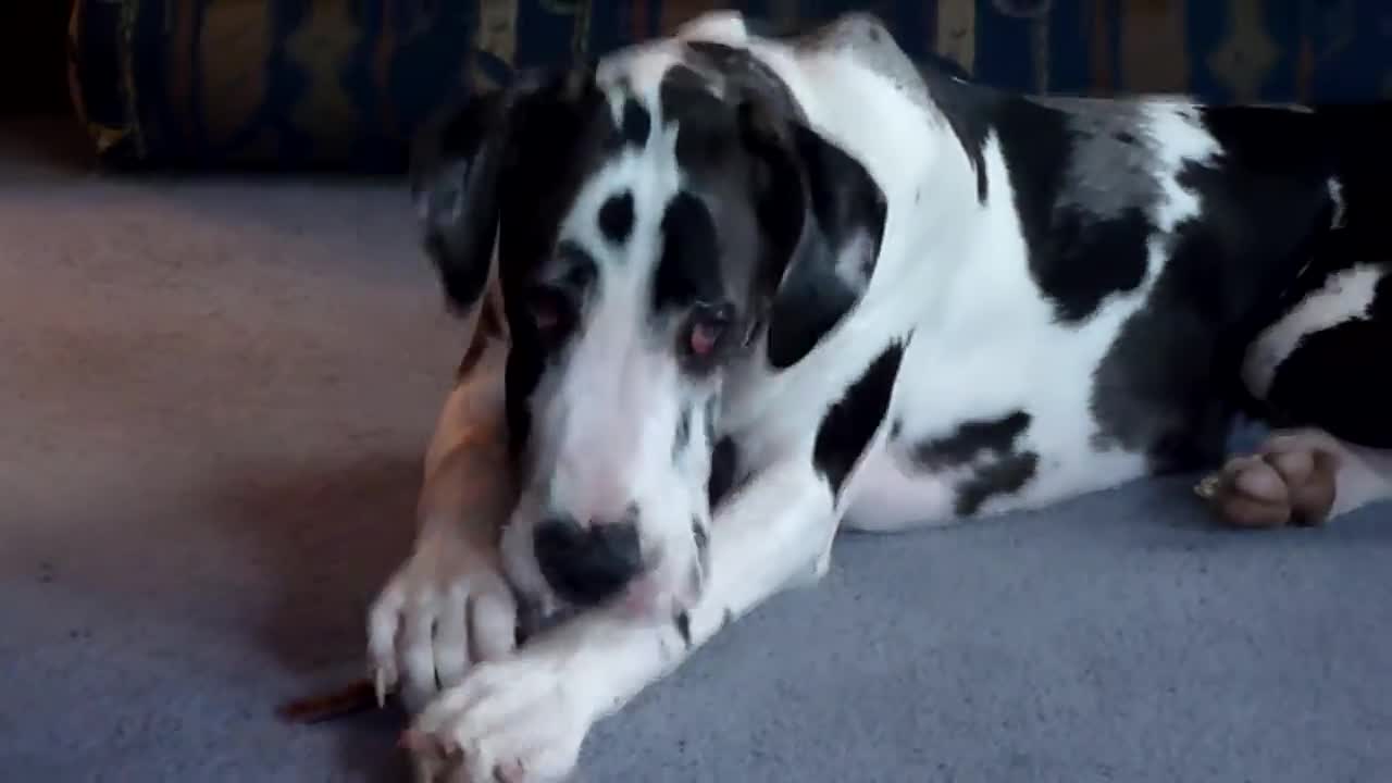 Great Dane Gunner After Christmas at Moms