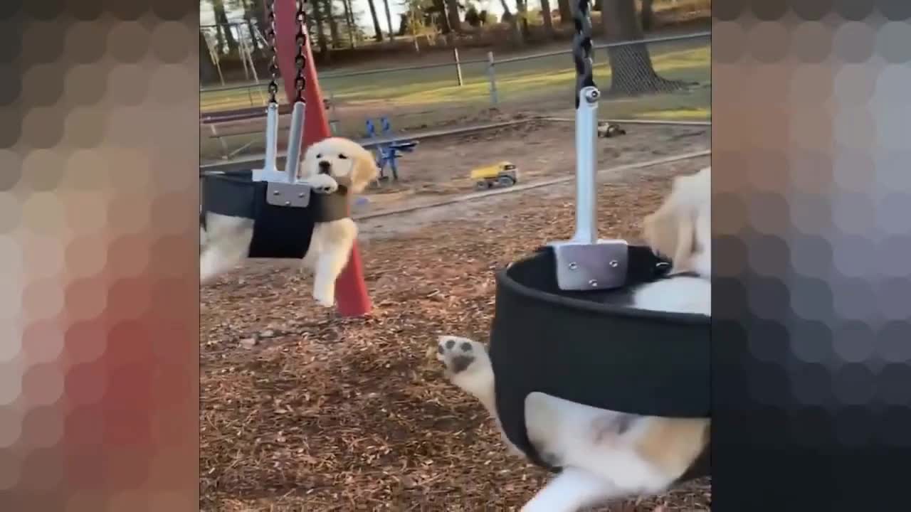 The puppy brothers decided to go for a swing ♥