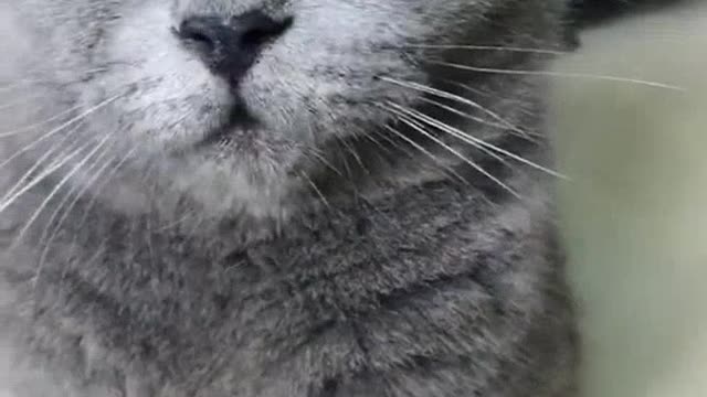 Do you like the pure gray cat of grandma