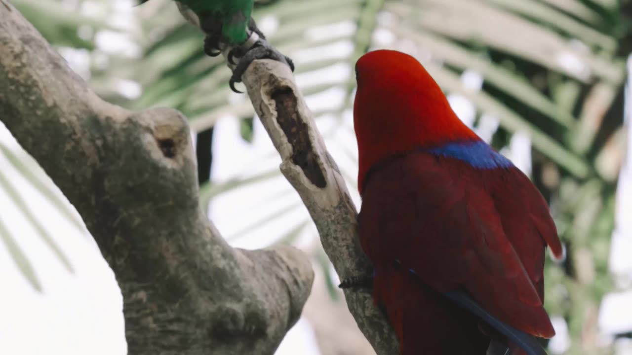 two parrots