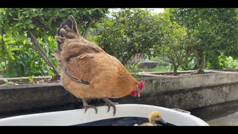 hen looking for chicks