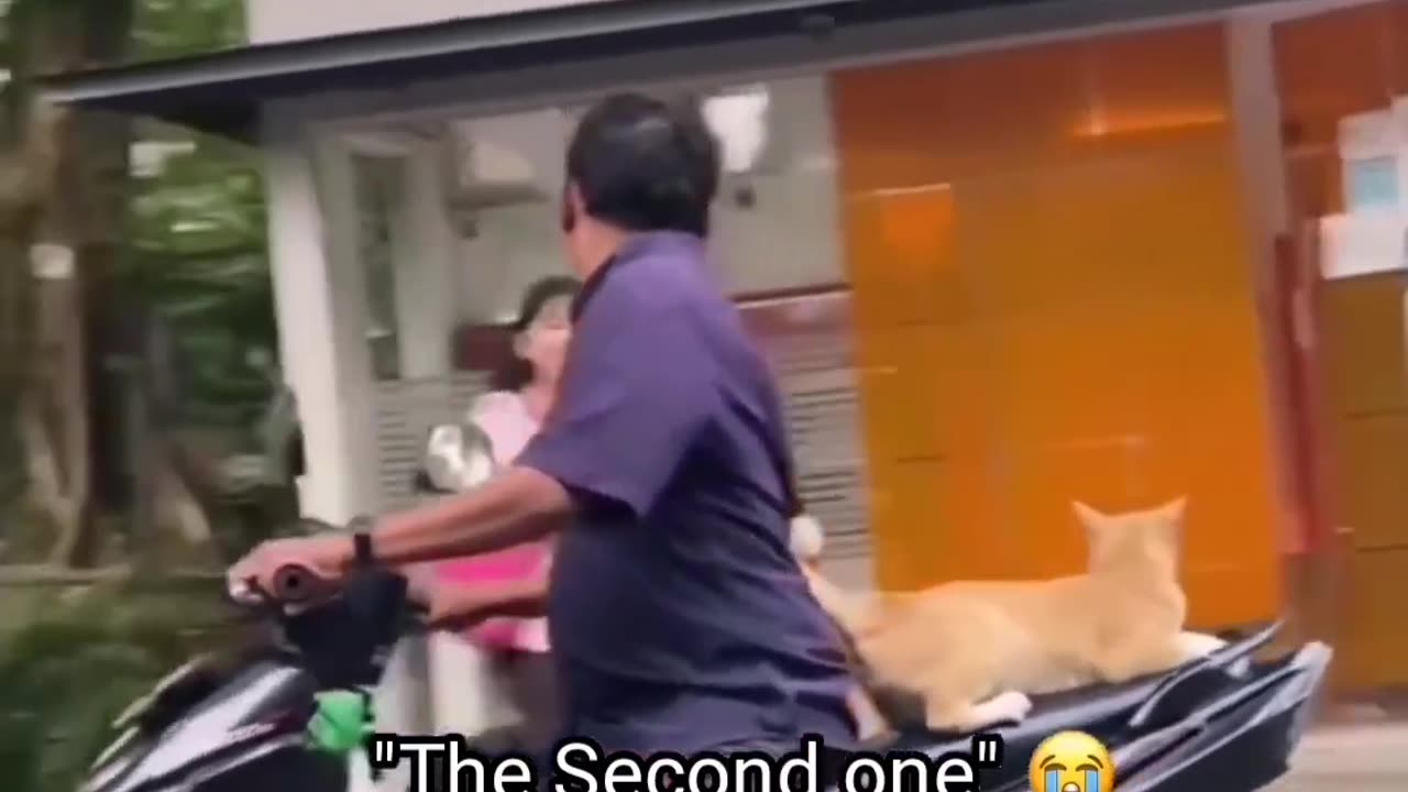 funny cat