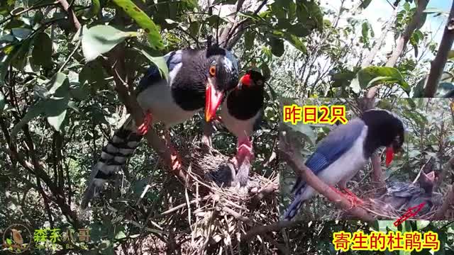 two cuckoo birds
