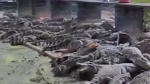 Sea of ​​Alligators