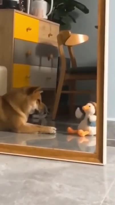 Adorable Puppies Love Babies Compilation 😍 A Cute Puppy 🐶and Baby👶 Videos 2021