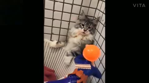 Cat funny video and funny man