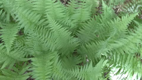 Ferns