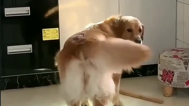 Funny dog