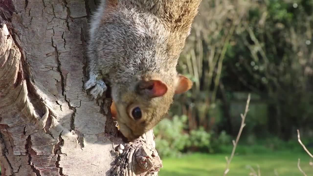 Look at this squirrel, it's very cute