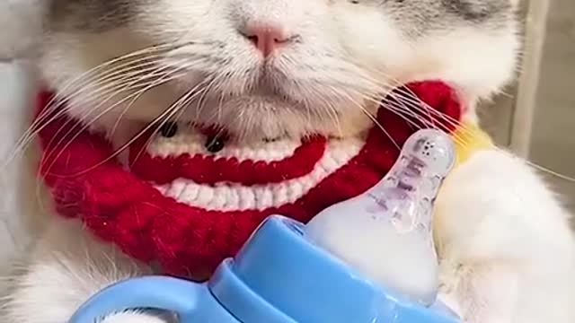 Make Your Day With Best Funny Cat Videos Don't Try To Stop Laughing 🤣