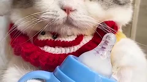 Make Your Day With Best Funny Cat Videos Don't Try To Stop Laughing 🤣