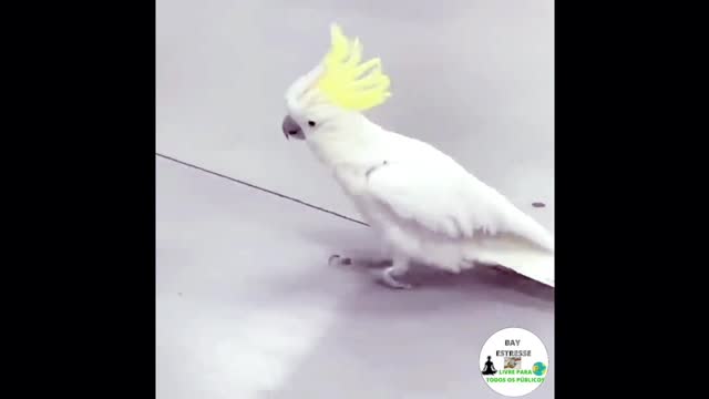 animals try not to laugh😂Try not to laugh