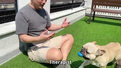 Funniest dogs